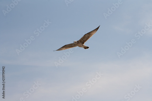 Hering gull flying against blue sky.