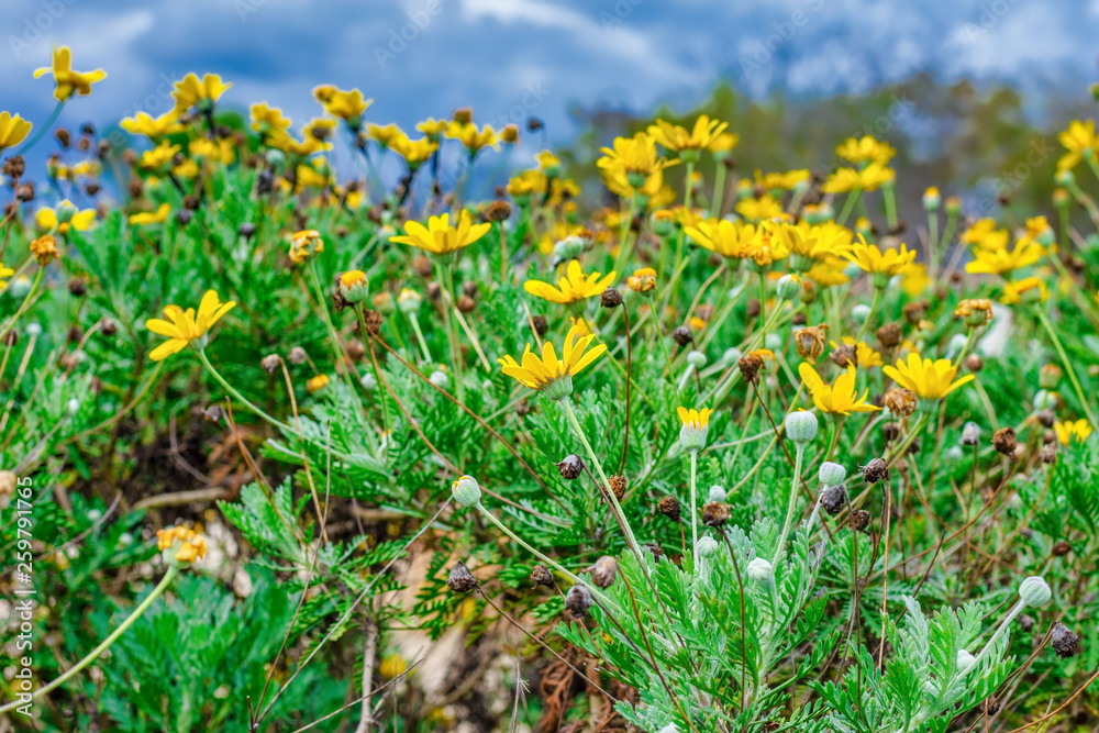 field of yellow wildflowers with room for copy text field of yellow wildflowers with room for copy text