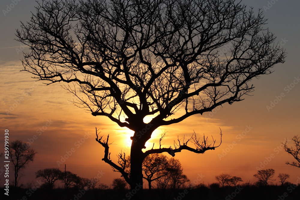 Acacia sunset in Sabisands, Kruger National Park, South Africa