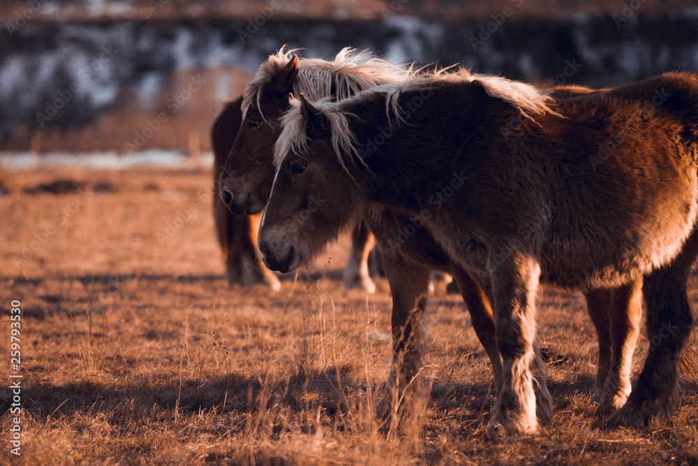 Side view of beautiful horses pasturing on meadow between mountains at sunset in Cerdanya, France Side view of beautiful horses pasturing on meadow between mountains at sunset in Cerdanya, France