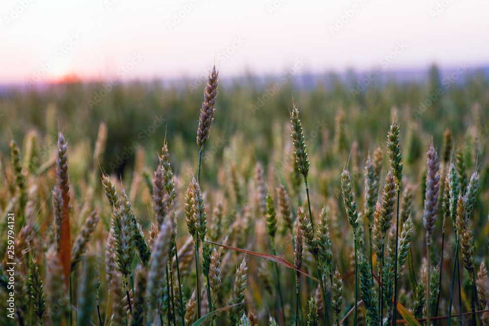 Field of ripe wheat before harvest