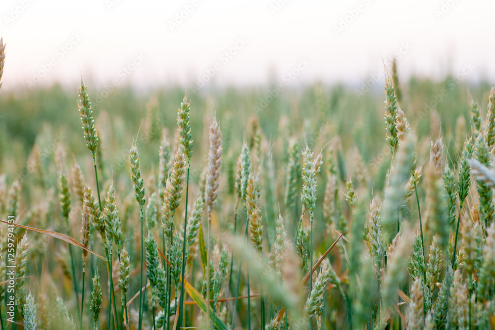 Fototapeta premium Spring fields of green oats, wheat Agricultural