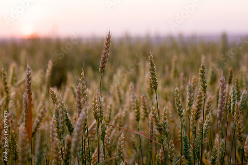 Field of ripe wheat before harvest © mironovm