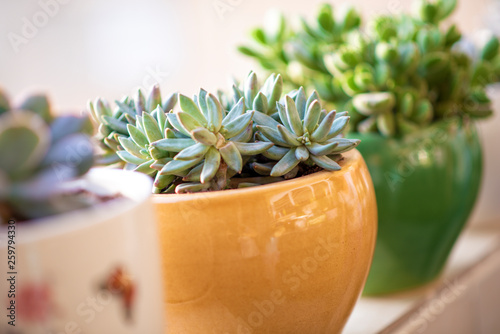 Pachyveria Glauca succulents cactus plant in a clay flower pot on nature outdoor background. Side view. Hello summer concept. photo