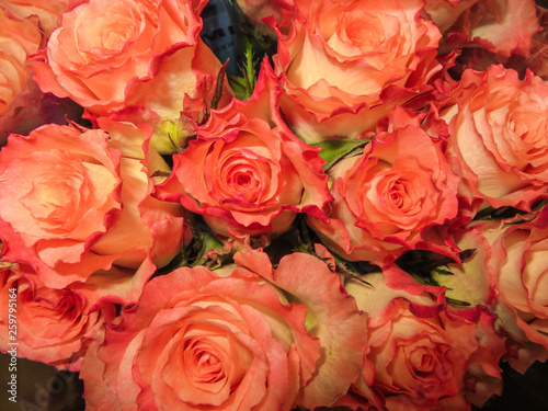 A bouquet of fresh beautiful orange roses in a vase.