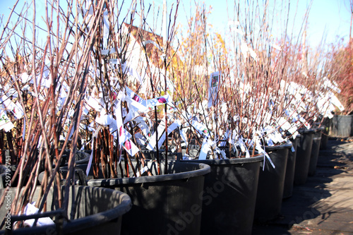 One year cultivar fruit tree labeled rootstock with open root system for sale in plastic pots in the autumn nursery photo