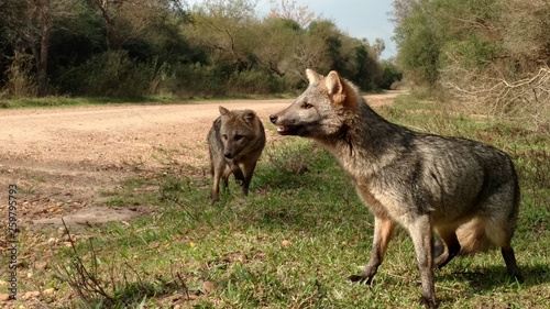 zorros de mesopotamia Argentina