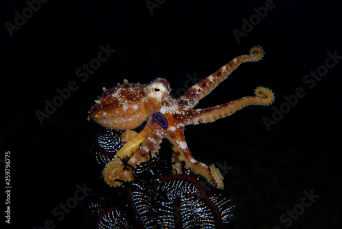Incredible Underwater World - Poison ocellate octopus - Amphioctopus siamensis - Octopus Mototi. Bali  Tulamben.