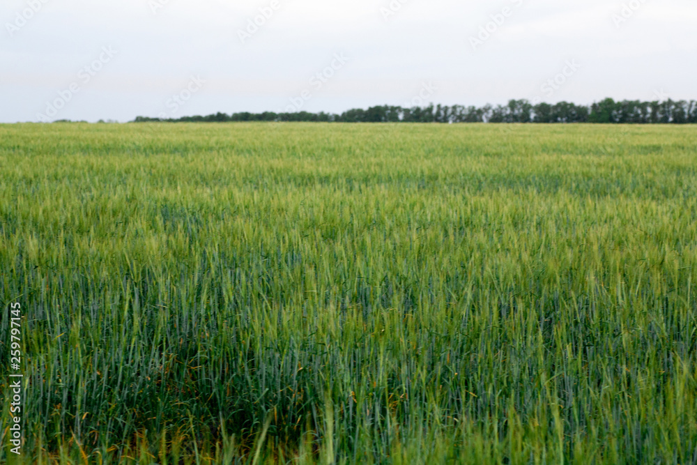 green wheat field and sunny day green wheat field and sunny day
