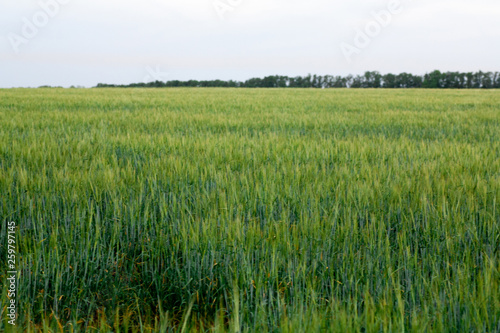 green wheat field and sunny day