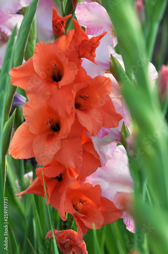 Blossom of colorful gladioluses photo