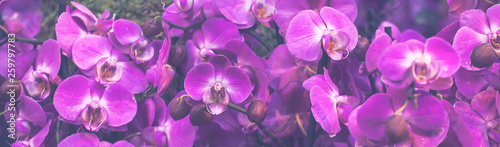 Beautiful Dendrobium pink Orchid.Flower Pattern and banner