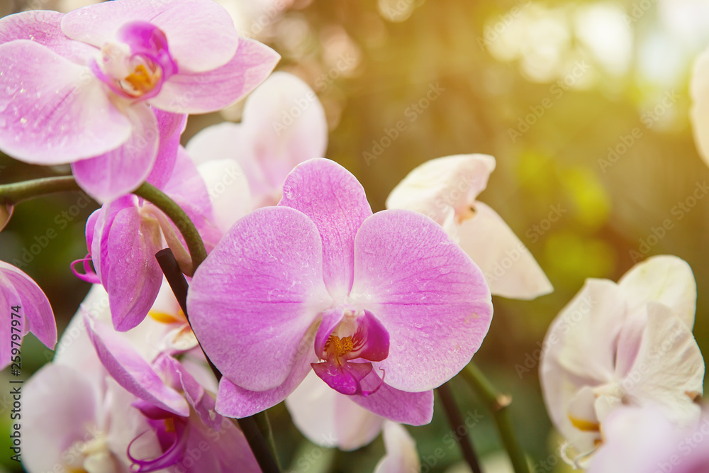 Beautiful pink and white Orchids in sunlight. Close-up and background Beautiful pink and white Orchids in sunlight. Close-up and background