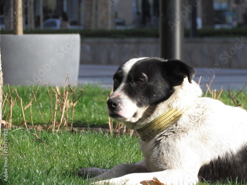 dog on grass © suren