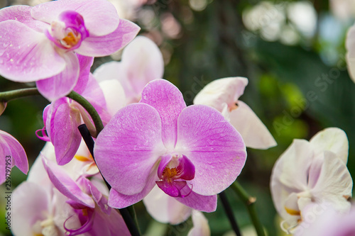 Beautiful pink and white Orchids. Close-up and background