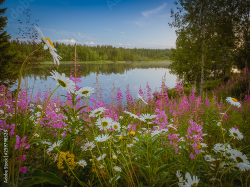 Blooming meadow on shore of lake 
