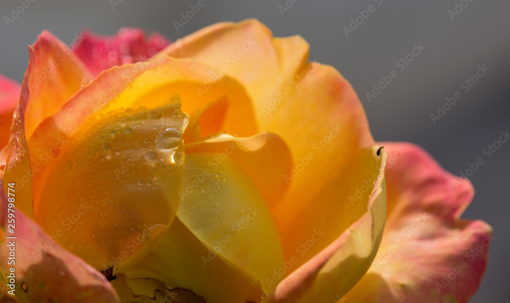 Close up of pink yellow rose . Flower background. Close up of pink yellow rose . Flower background.