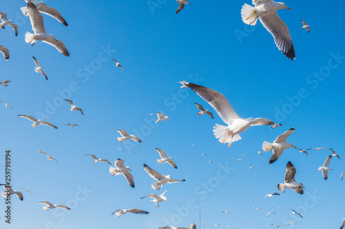 From below flock of white sea gulls flying in cloudless blue sky in Essaouira, Morocco photo