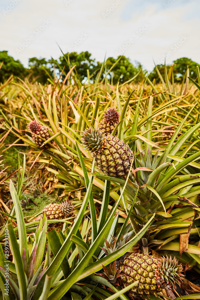 Tropical green bushy tree with ripening pineapples on plantation of El Hierro island