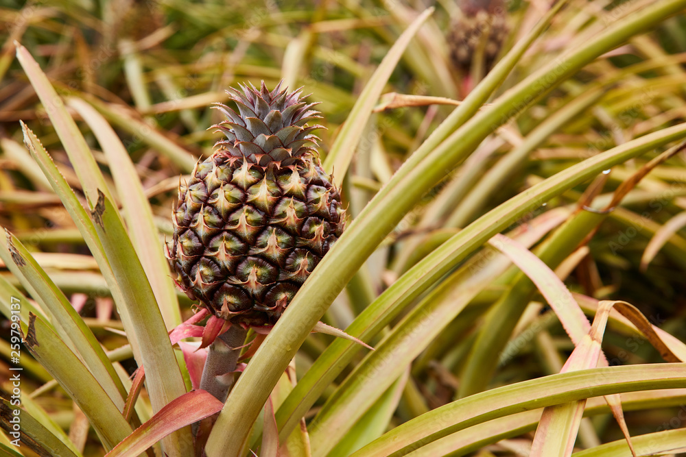 Tropical green bushy tree with ripening pineapple on plantation of El Hierro island Tropical green bushy tree with ripening pineapple on plantation of El Hierro island