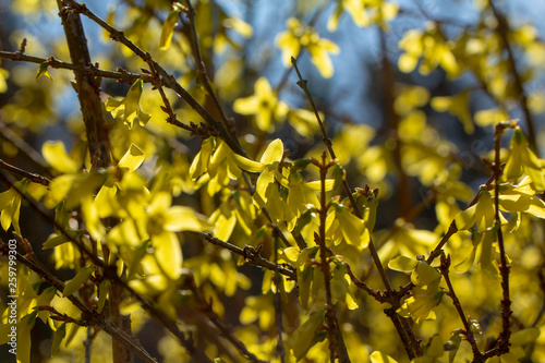 Forsythia × intermedia, or border forsythia. An ornamental deciduous shrub. The yellow flowers of the shrubs.