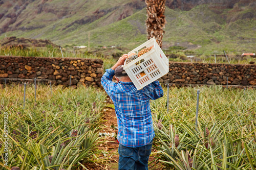 Back view of man carrying containers on shoulders while walking among pineapple bushes on plantation, Canary Islands photo