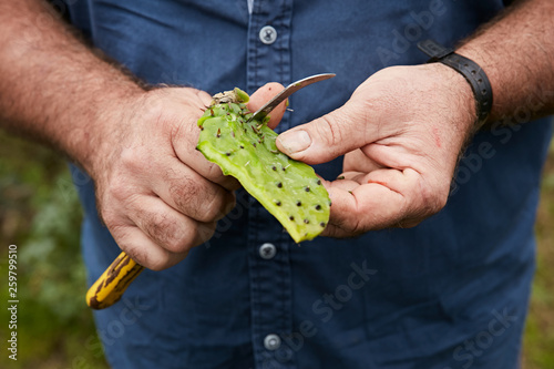 Crop man cutting off peel of sweet fruit of prickly pear, Canary Islands