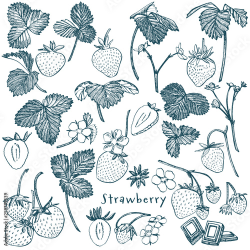 Strawberry illustration. Engraved style illustration. Sketched hand drawn berry, flowers, leafs and branches.