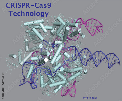 CRISPR/Cas9 technology