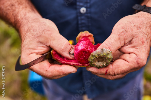 Man peeling sweet pear cactus 