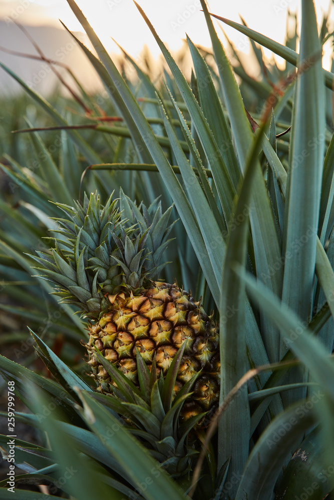 Tropical green bushy tree with ripening pineapple on plantation of El Hierro island Tropical green bushy tree with ripening pineapple on plantation of El Hierro island
