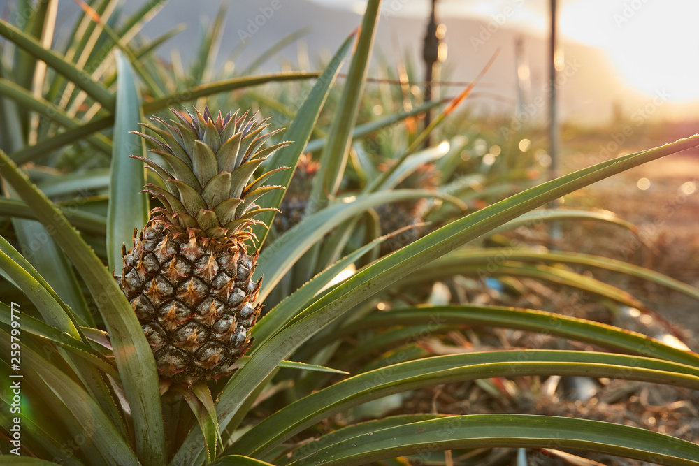 Tropical green bushy tree with ripening pineapples on plantation of El Hierro island Tropical green bushy tree with ripening pineapples on plantation of El Hierro island