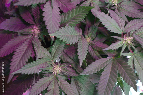 Marijuana buds form at the center growth nodes of weed fan leaves as the plants develop early in the flowering stage. The white 