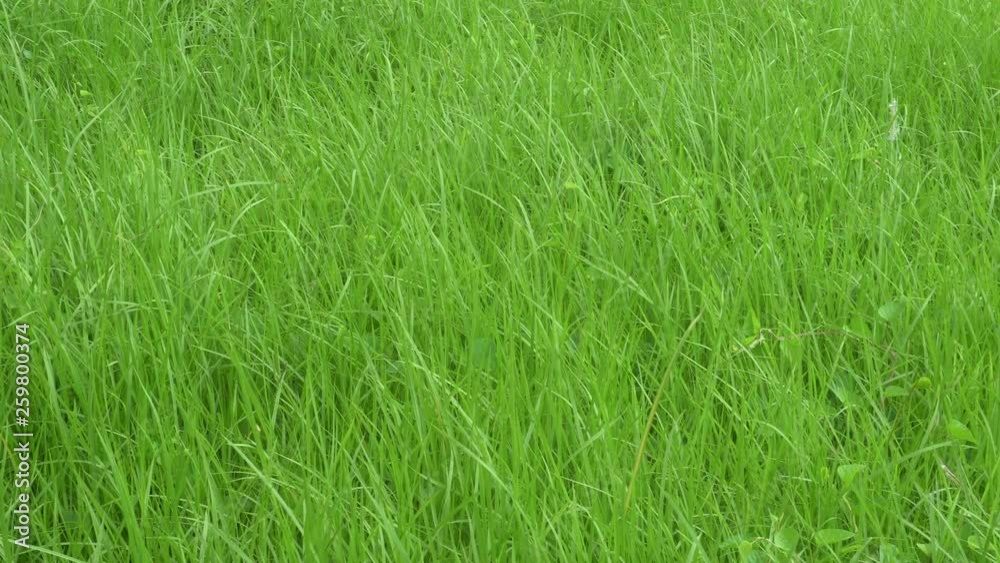 New and fresh green grass growing up and moving in wind during monsoon in Kolkata, West Bengal, India. 4k environmental , nature stock footage with copyspace. New and fresh green grass growing up and moving in wind during monsoon in Kolkata, West Bengal, India. 4k environmental , nature stock footage with copyspace.