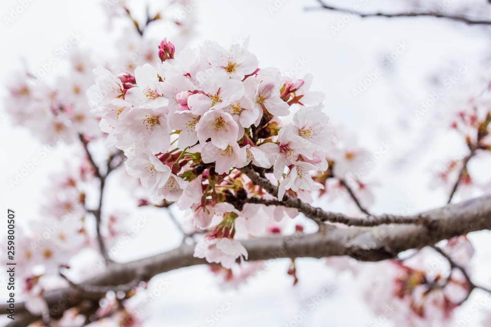 cherry blossom or sakura with blue sky in background cherry blossom or sakura with blue sky in background