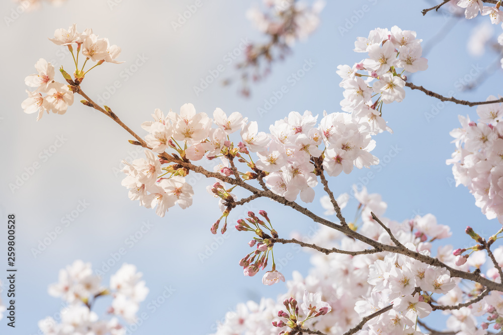 cherry blossom or sakura with blue sky in background cherry blossom or sakura with blue sky in background