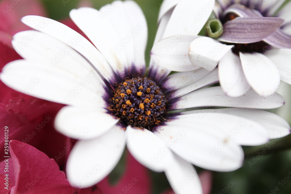 Obraz premium White Daisy