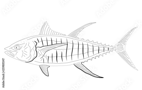 Tuna fish Vector Black Lines