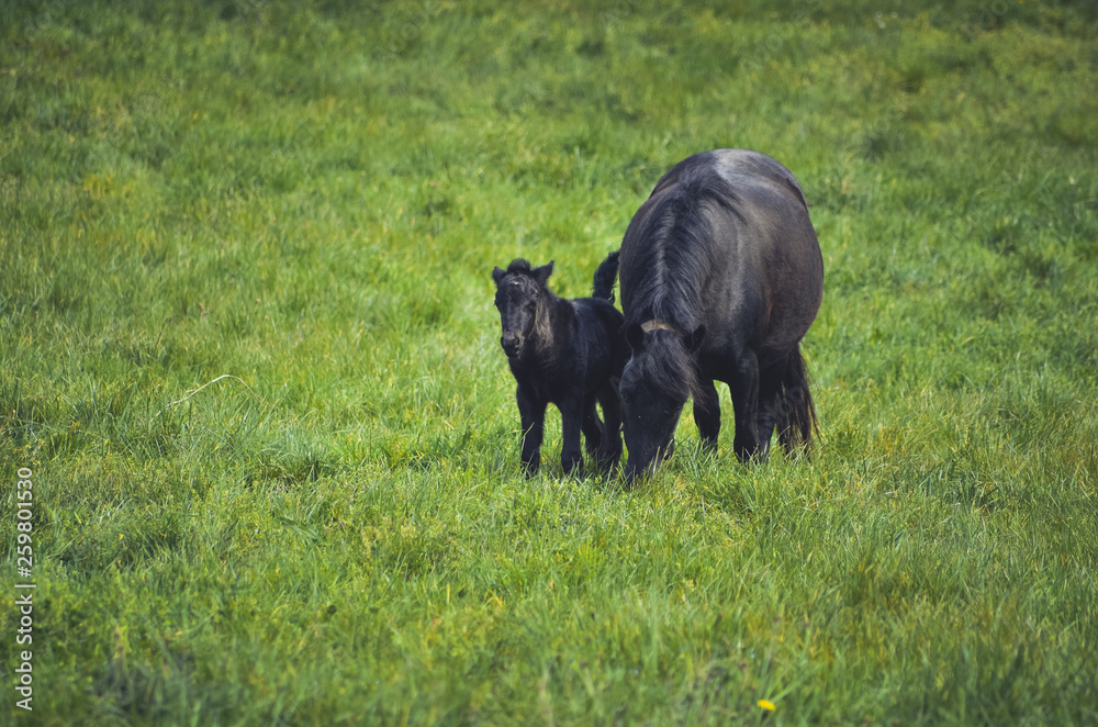 Black horses in a field in the mountain Black horses in a field in the mountain