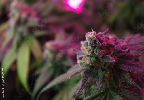 Marijuana buds mature during an indoor home cultivation using LED and CFL grow lights. The buds approach the harvest window as pistils darken and curl inward and as the trichomes turn cloudy. 