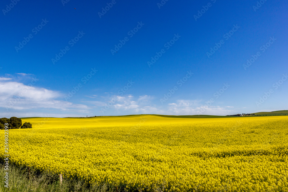 Fototapeta premium golden field of flowering rapeseed with blue sky - brassica napus - plant for green energy and oil industry, Mildura, South Australia