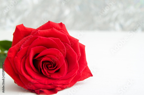 One Red Rose with boke Background. copy space - Valentines and 8 March Mother Women's Day concept.