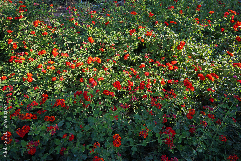 hedge plant with red flowers