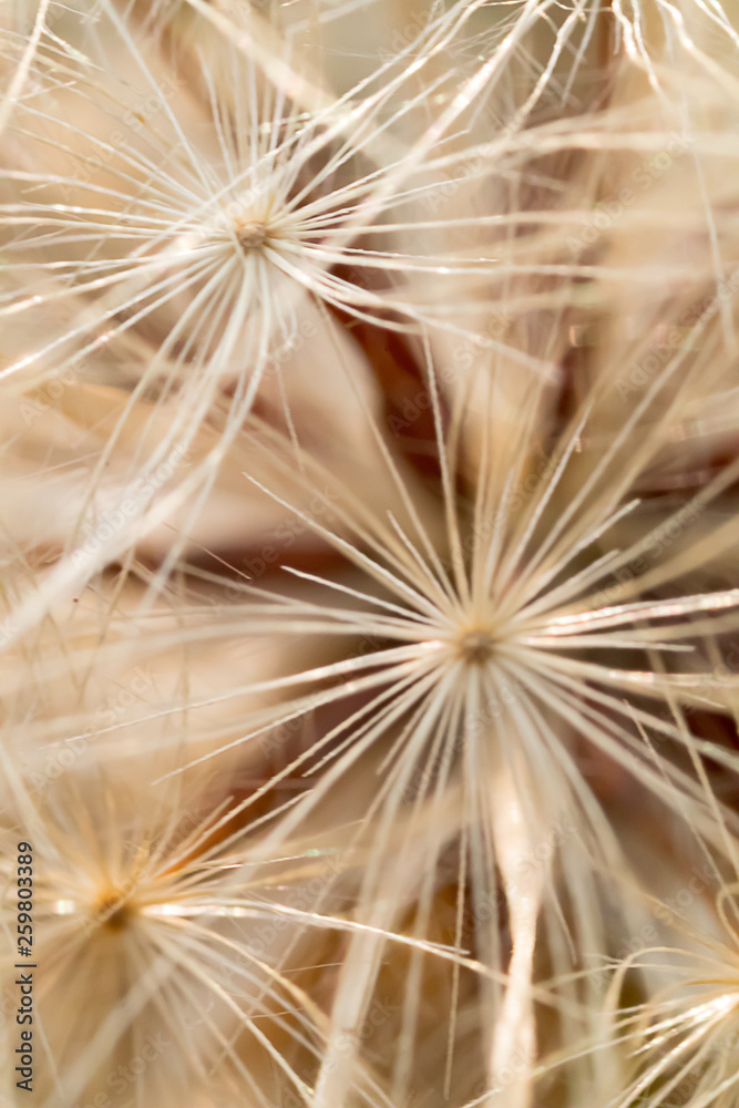 Naklejka danadelion seed macro closeup repeated