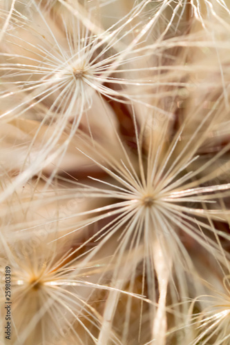 danadelion seed macro closeup repeated