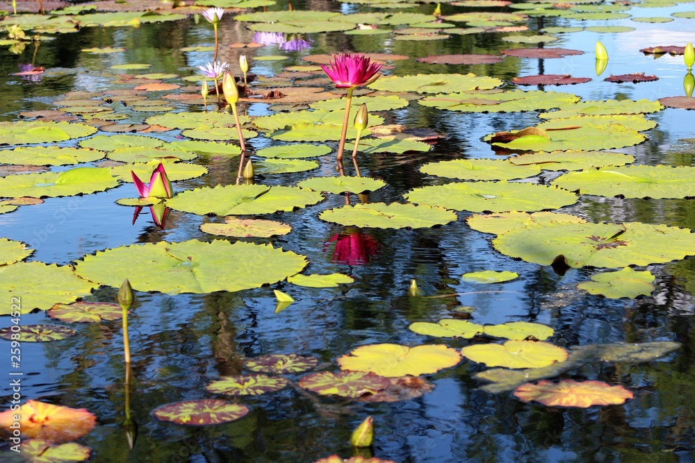 pond with water lilies pond with water lilies