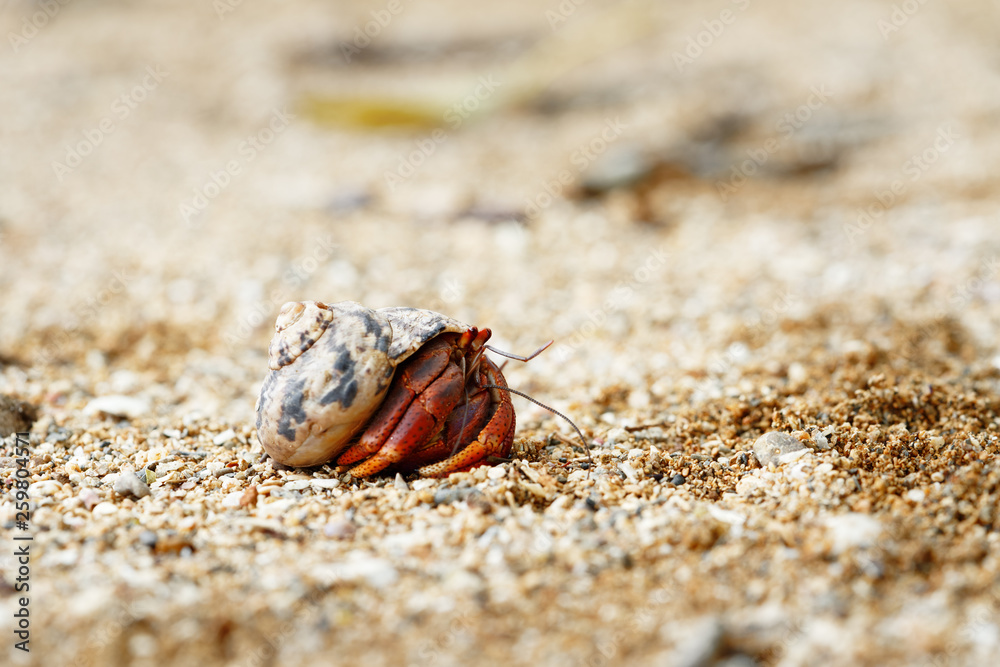 Close-up of a hermit crab (Coenobitidae) wearing a shell shell as a shelter on the beach, narrow focus area with background blur - Location: Caribbean, Guadeloupe