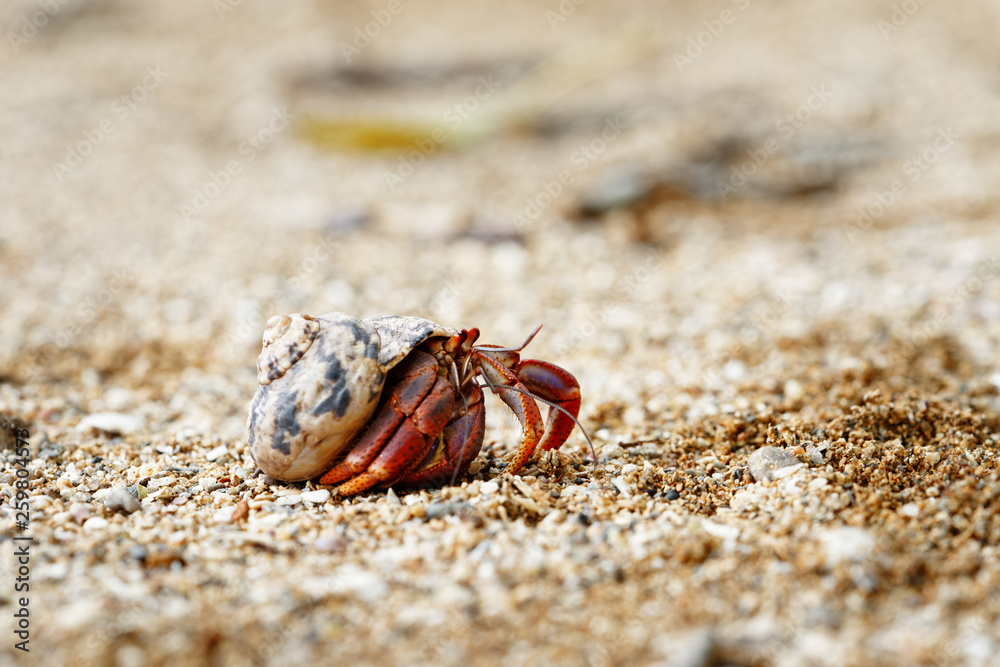 Close-up of a hermit crab (Coenobitidae) wearing a shell shell as shelter and running on the sand of the beach, narrow focus area with blur background - Location: Caribbean, Guadeloupe Close-up of a hermit crab (Coenobitidae) wearing a shell shell as shelter and running on the sand of the beach, narrow focus area with blur background - Location: Caribbean, Guadeloupe