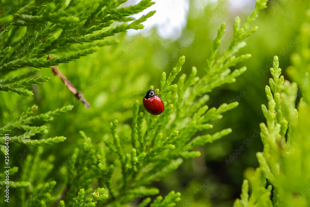 Ladybug Ladybug