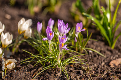first flowers in spring © Ксения Коломенская